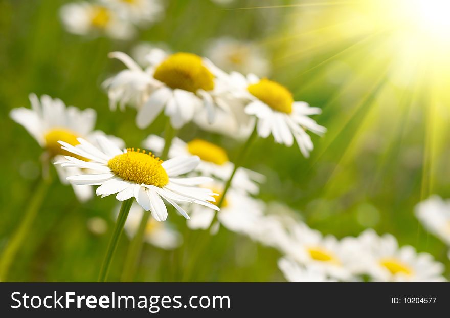 White daisies on green grass