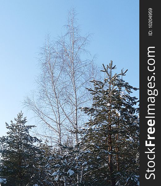 A simple image of winter forest