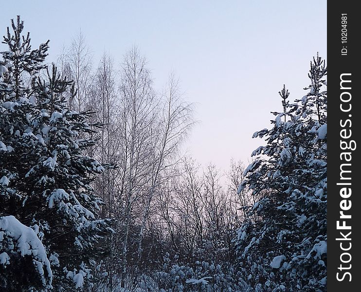 A simple image of winter forest