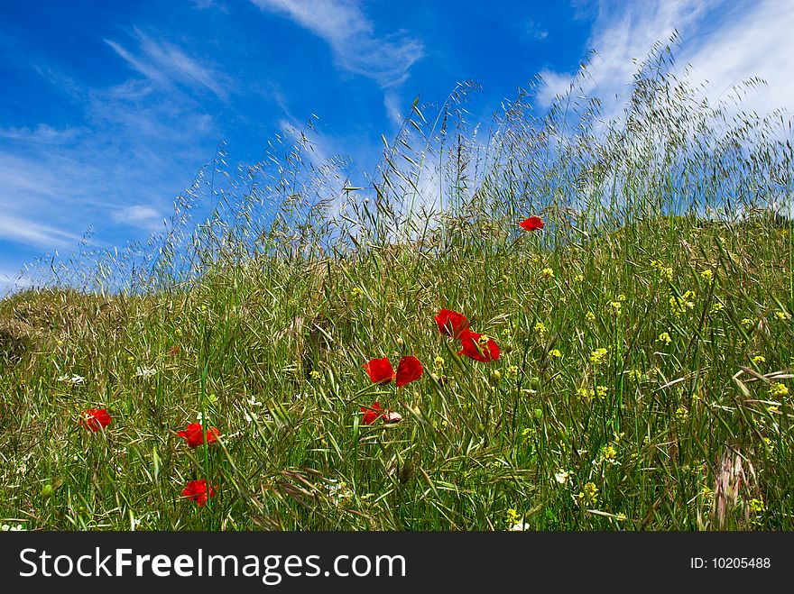 Grass and poppies with blue sky and clouds. Grass and poppies with blue sky and clouds.