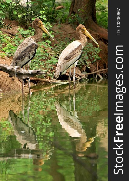 Closeup shot of painted storks looking for fish.