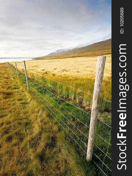 wheat farm with a tranquil landscape of iceland. wheat farm with a tranquil landscape of iceland