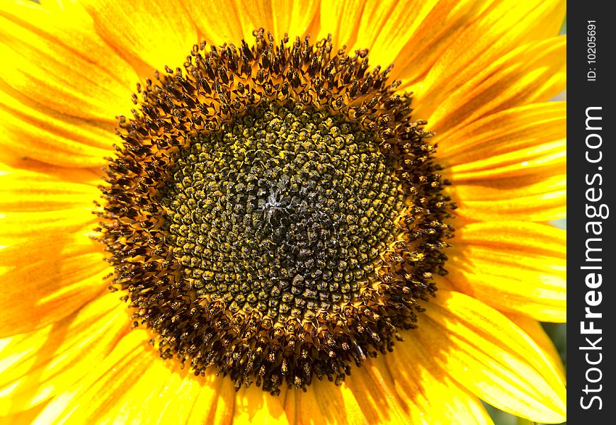 Sunflower abstract texture. macro background.