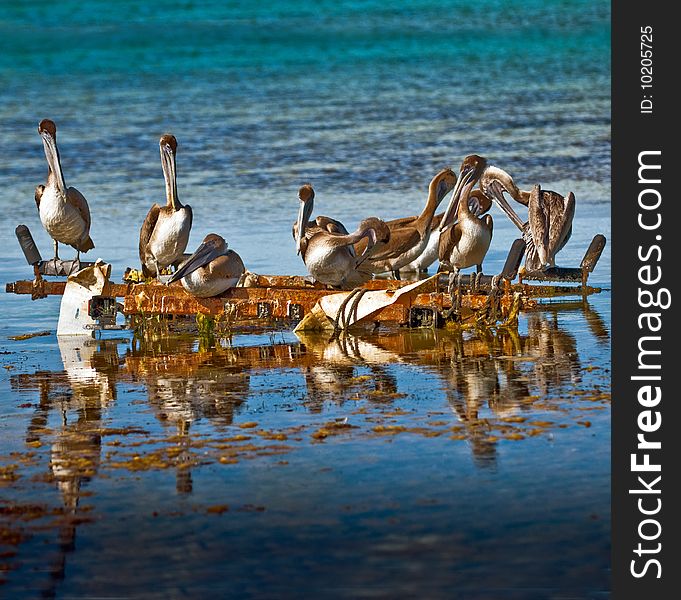 Group of pelicans resting in shalow water in a metal base close to the shore