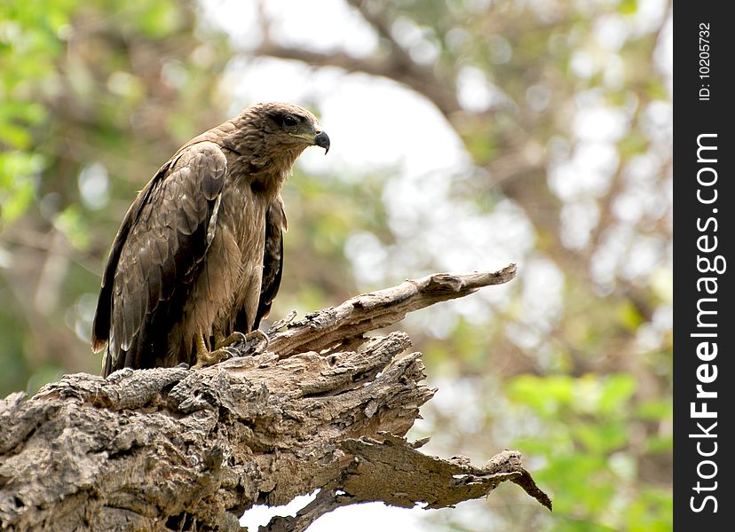 Wild eagle sitting on the dry tree branch.