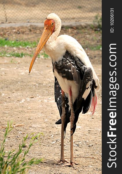Painted stork standing in attention position.