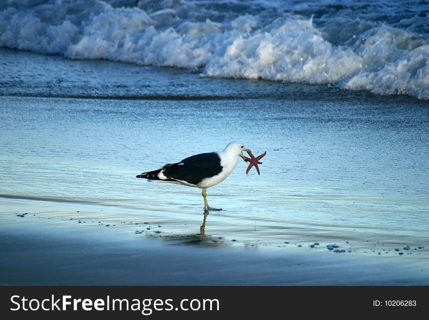 Seagul holding a starfish in it s beak.