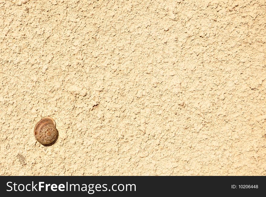 Snail on a sunny wall