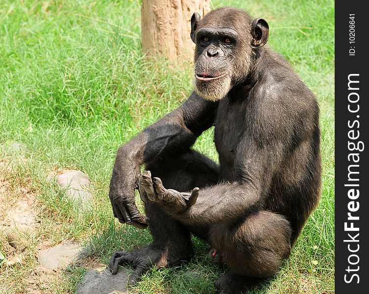 Chimpanzee sitting in the green grass.