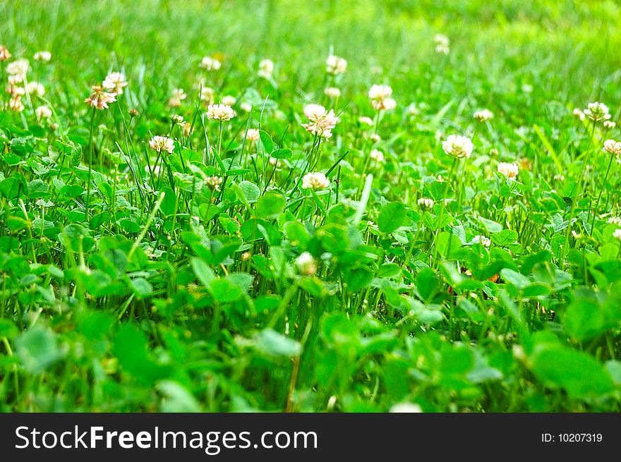 Fresh green grass with spot of sunlight