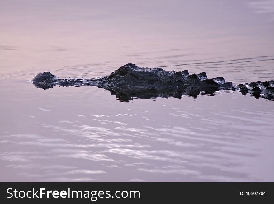 Alligator prowls the waters of Florida's Everglades. Alligator prowls the waters of Florida's Everglades.