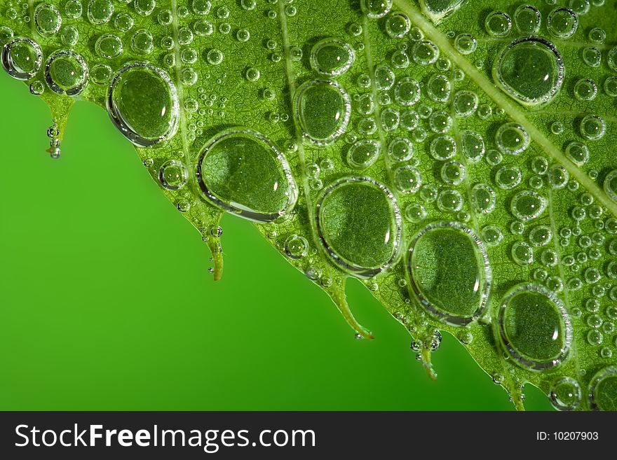 Green Leaf Bubbles