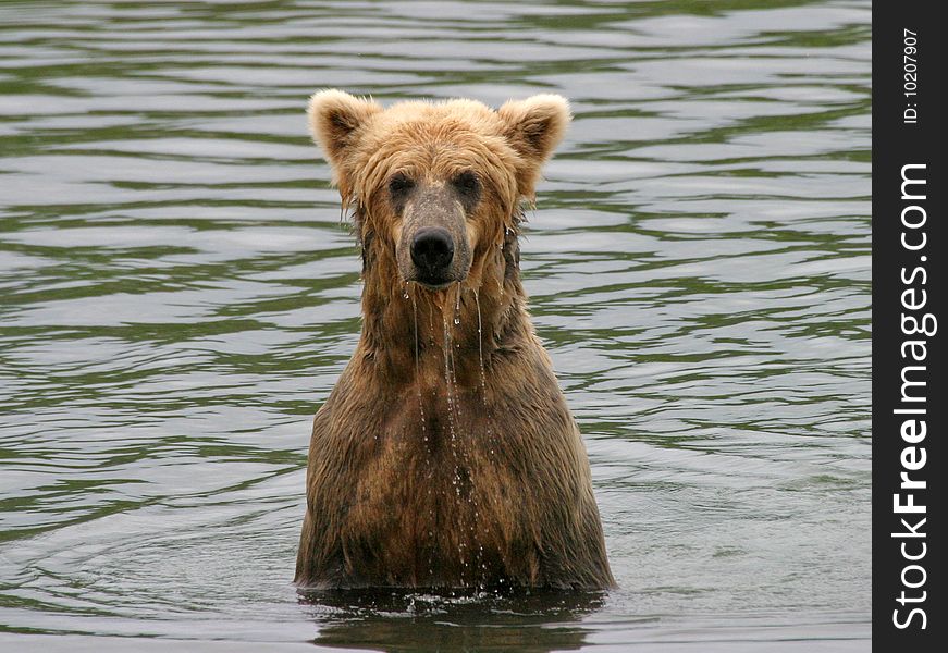 Alaska brown bear swims about in the Brooks River in search of salmon. Alaska brown bear swims about in the Brooks River in search of salmon.