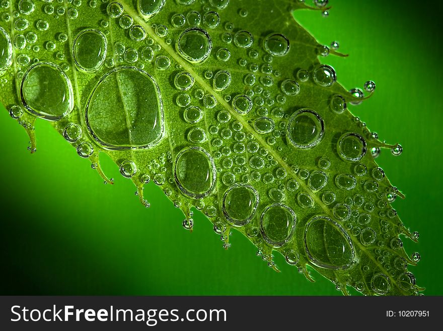 Green leaf full of bubbles with green and black blurred background. Green leaf full of bubbles with green and black blurred background