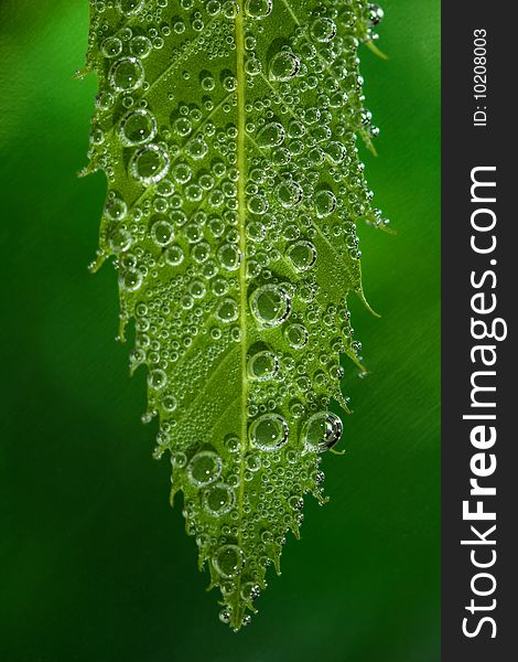 Macro of a green leaf full of bubbles. Macro of a green leaf full of bubbles