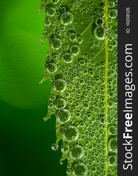 Detail of a leaf full of bubbles. Detail of a leaf full of bubbles