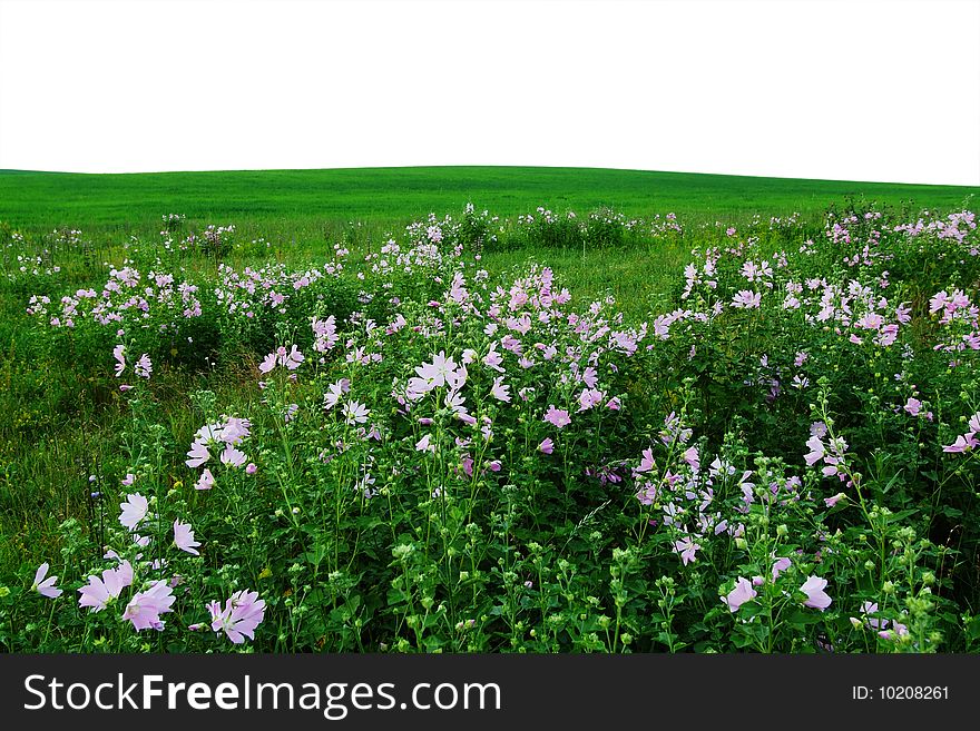 Field or garden with many pink flowers. Field or garden with many pink flowers