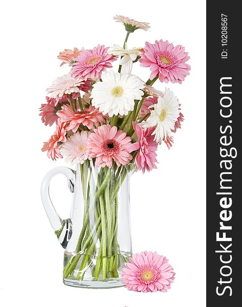 Pink gerber daisies in glass jug isolated on white background. Pink gerber daisies in glass jug isolated on white background