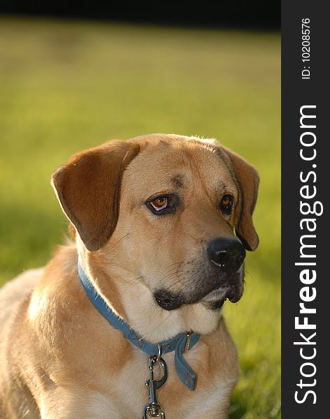 A large mixed breed dog with an expressive face. Photographed in golden late afternoon sunlight. A large mixed breed dog with an expressive face. Photographed in golden late afternoon sunlight.