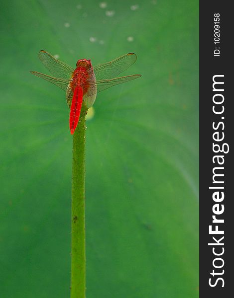 Red dragonfly in the lotus lake