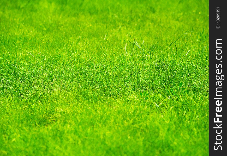 Part of a green lawn with a sharp central part. Part of a green lawn with a sharp central part