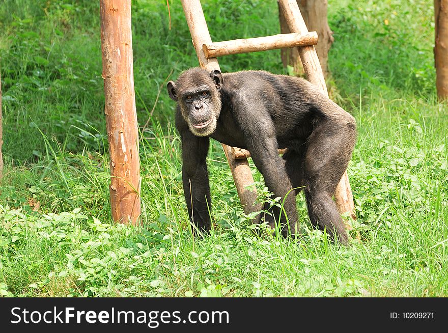 Black chimpanzee looking great in green grass.