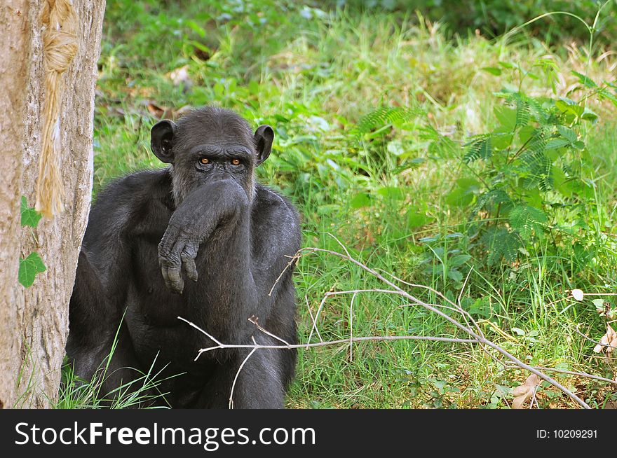 Black chimpanzee looking to hide behind tree. Black chimpanzee looking to hide behind tree.