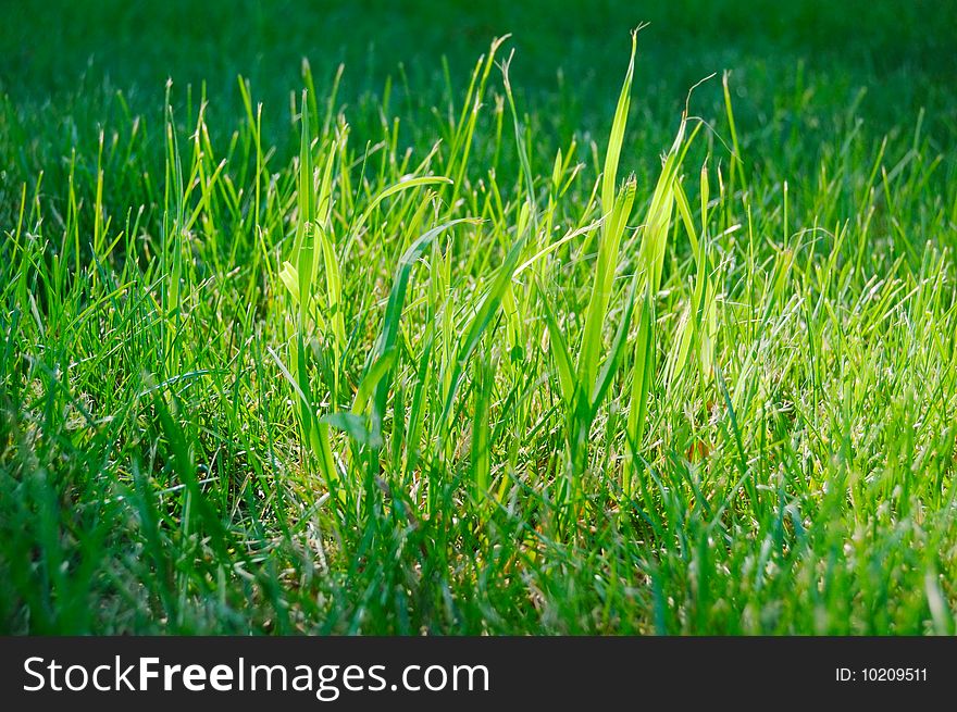 Fresh green grass with spot of sunlight