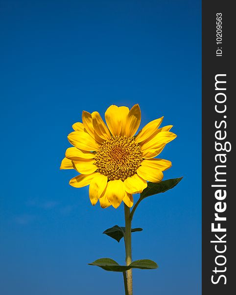 The sunflower with blue sky.
