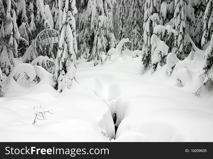 Trees in the forest covered in snow. Trees in the forest covered in snow