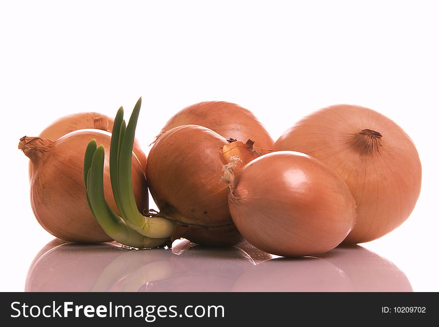 The sprouted onions, white background