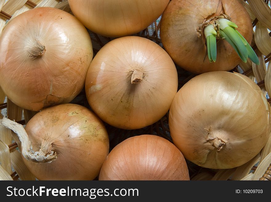 The sprouted onions, white background