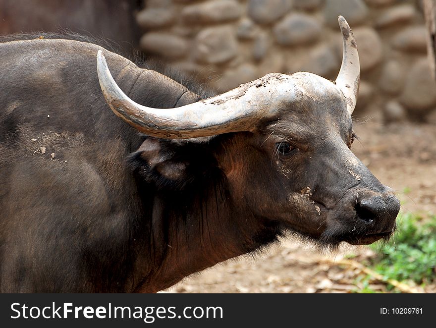 Closeup shot of wild buffalo.
