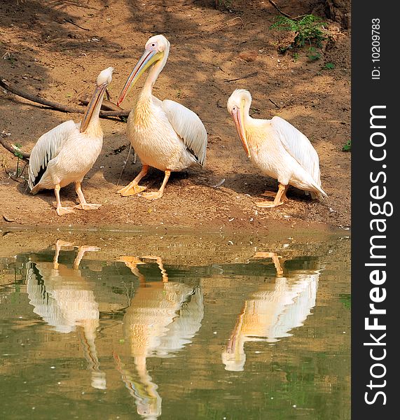 Pelican family near water body.