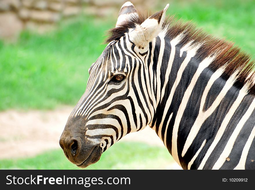 Closeup shot of zebra face.