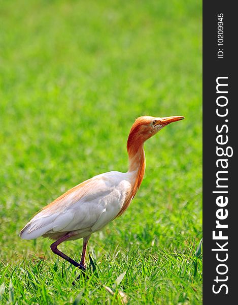 Style Of Egret