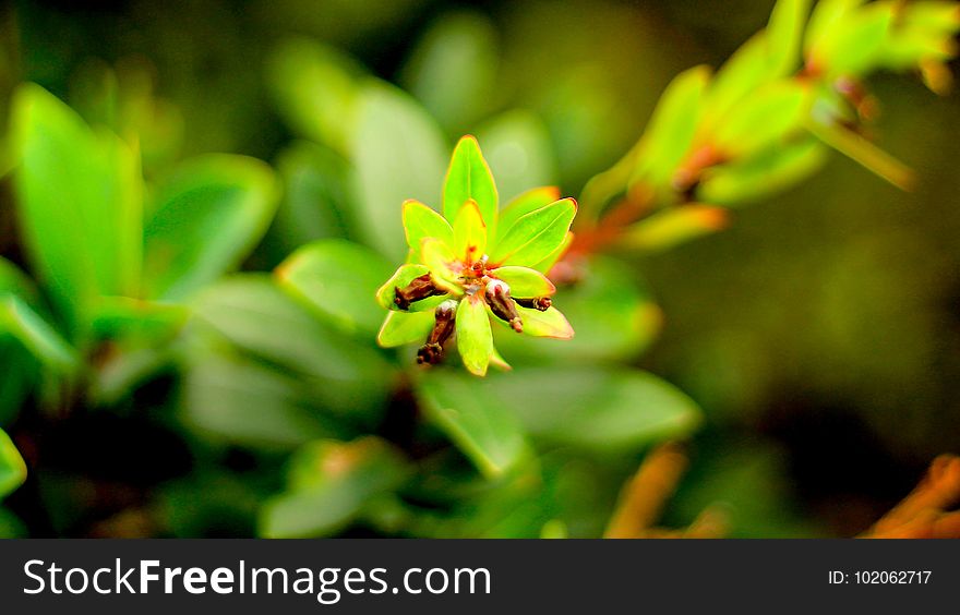 Plants In The Mountains