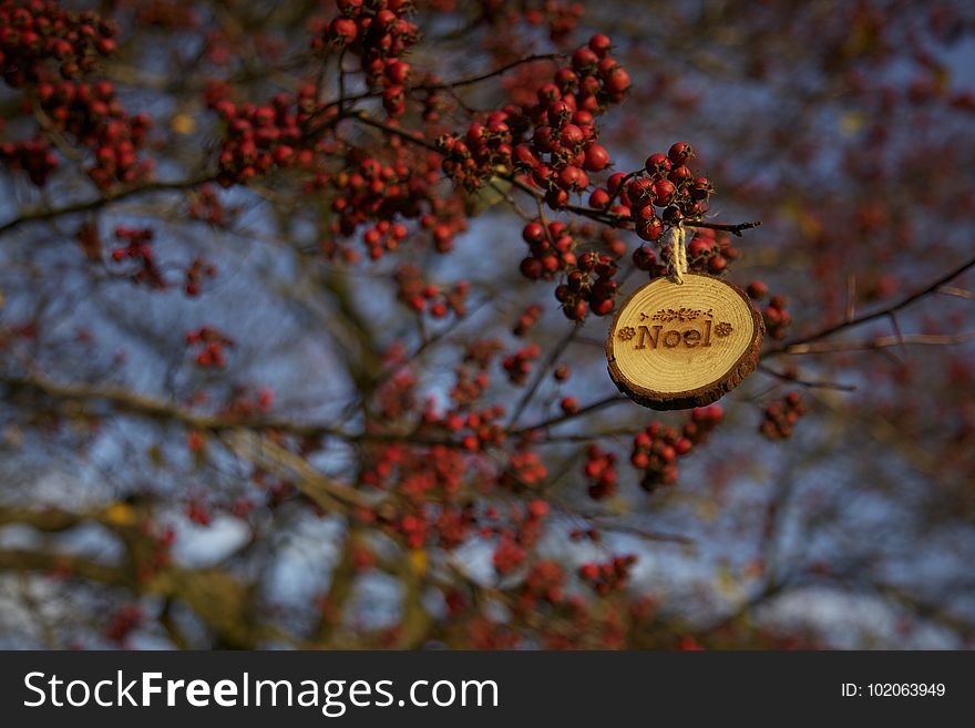 Branch, Rowan, Tree, Autumn