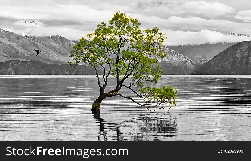 New Zealand&#x27;s most photographed tree. New Zealand&#x27;s most photographed tree.