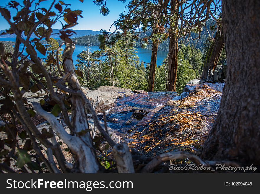 Water, Sky, Botany, Wood, Twig, Branch