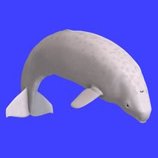 Whitle Juvenilie Beluga Whale Royalty Free Stock Images Whitle Juvenilie Beluga Whale Royalty Free Stock Images