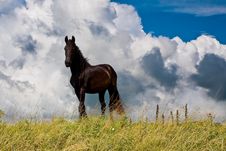 Countryside With A Horse On Dike Against Clouds Royalty Free Stock Images Countryside With A Horse On Dike Against Clouds Royalty Free Stock Images