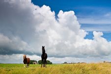 Countryside With A Horse On Dike Against Clouds Royalty Free Stock Images Countryside With A Horse On Dike Against Clouds Royalty Free Stock Images