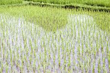 Chinese Rice Fields In Guilin Stock Image Chinese Rice Fields In Guilin Stock Image