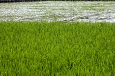 Chinese Rice Fields In Guilin Stock Photo Chinese Rice Fields In Guilin Stock Photo