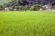 Chinese Rice Fields In Guilin Stock Images Chinese Rice Fields In Guilin Stock Images
