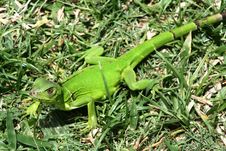 Green Lizard Stock Photography Green Lizard Stock Photography