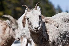 Bighorn Sheep Stock Photos