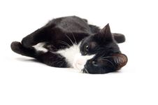 Young Cat Is Relaxing Royalty Free Stock Photography