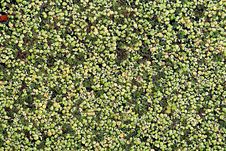 Marsh Duckweed Stock Images Marsh Duckweed Stock Images